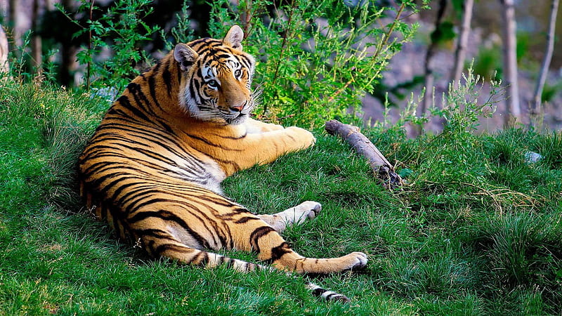 tiger resting-Animal graphy, HD wallpaper