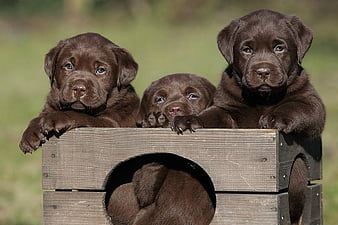 chocolate labrador retriever puppies wallpaper