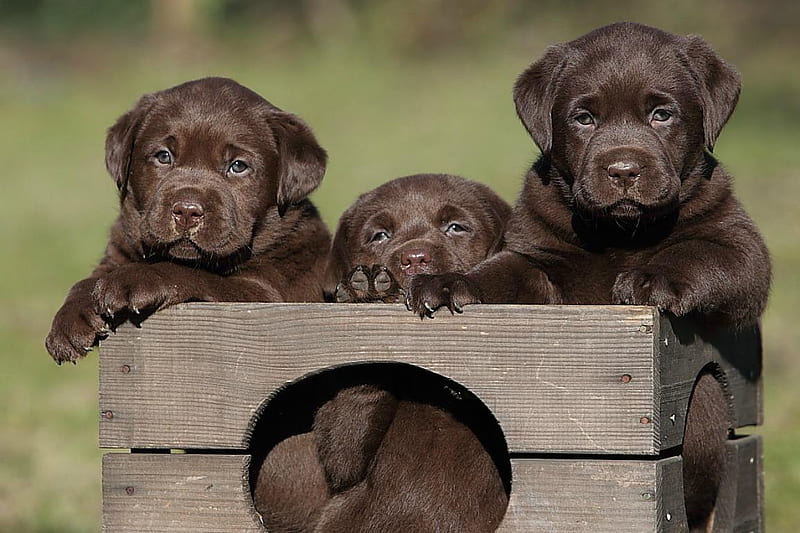 Brown Labrador Puppy, Chocolate Lab Puppies, HD wallpaper