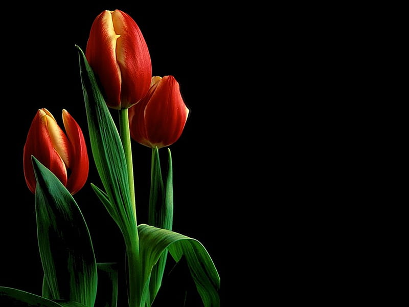 Exotic tulips, exotic, flower, black, nature, tulip, HD wallpaper