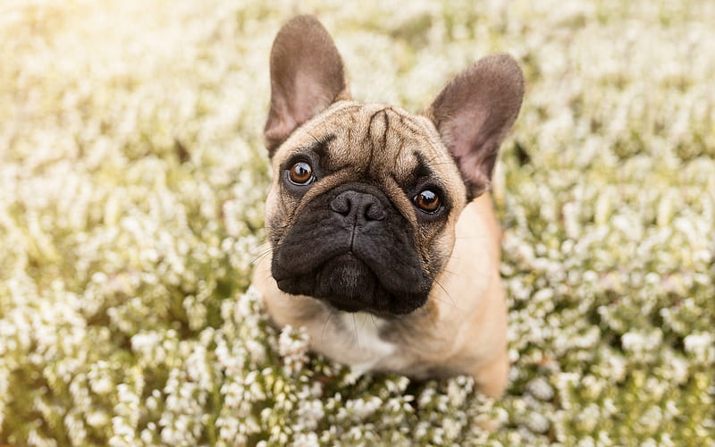 French Bulldog, small dog, puppy, brown bulldog, field, dog in flowers, HD wallpaper