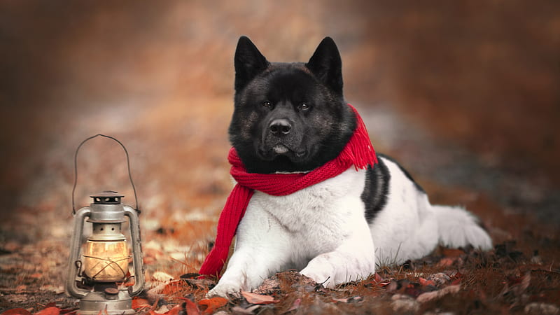 Akita Dog With Red Scarf Is Lying Down On Dry Green Grass Near Lantern Dog, HD wallpaper