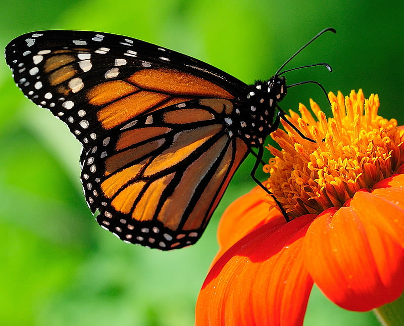 butterfly, insecto, mariposa, HD wallpaper