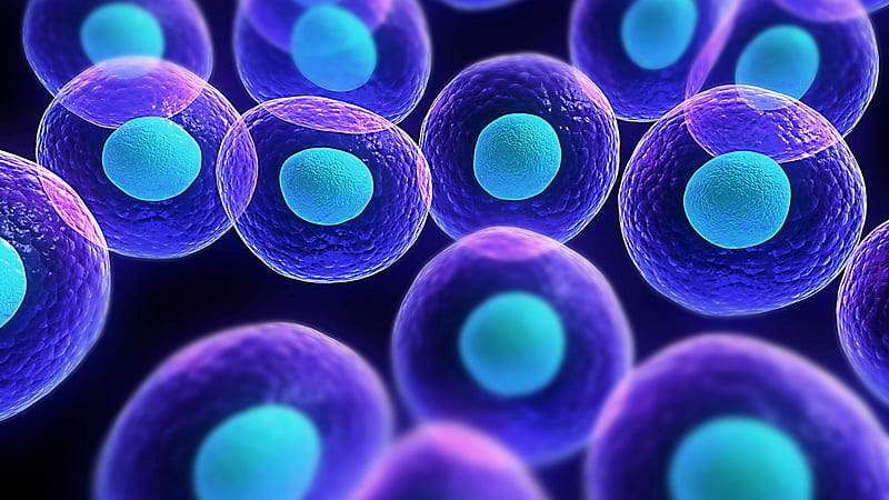 Adult Stem Cells Cellular, HD wallpaper
