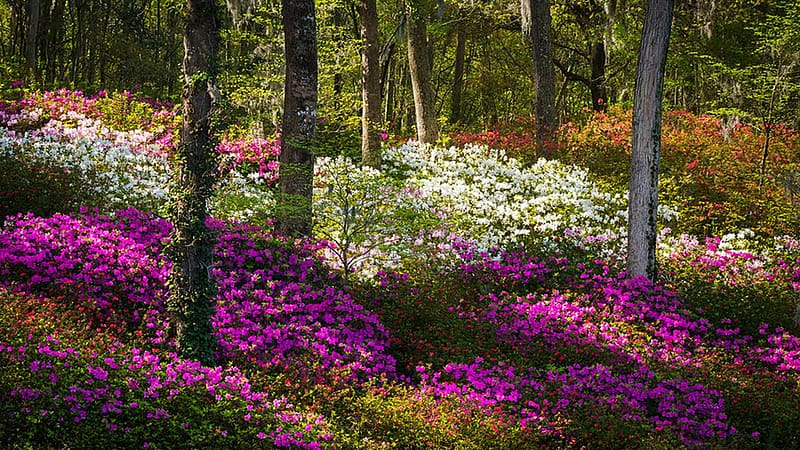 Azalea Flowers and Sunlight - Fairytale Forest, Charleston, South Carolina, trees, colors, usa, blossoms, spring, HD wallpaper