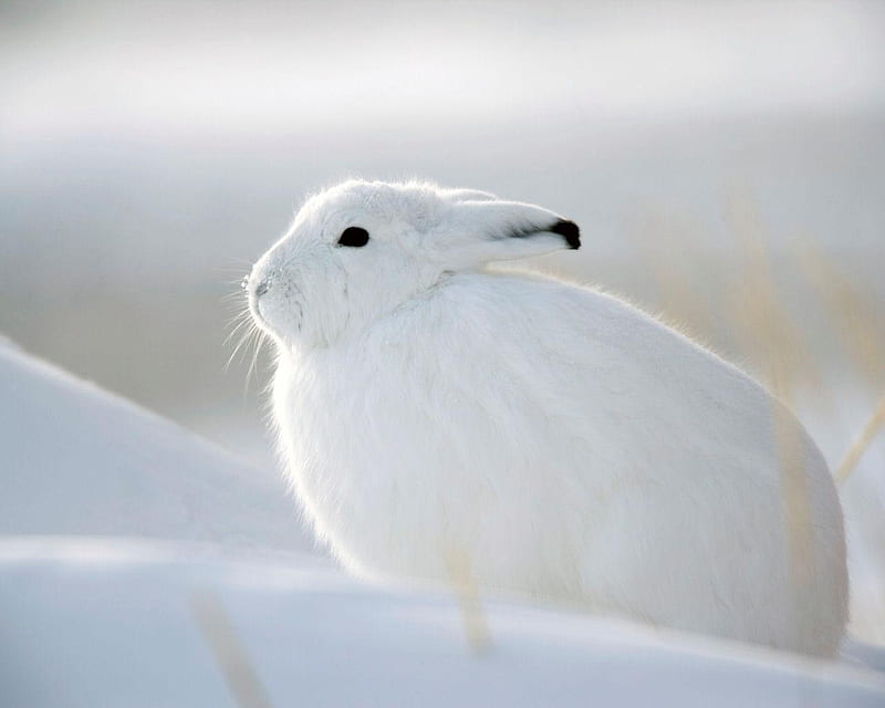 Snow Hare Churchill Manitoba, rabbit, white, snow, cold, HD wallpaper