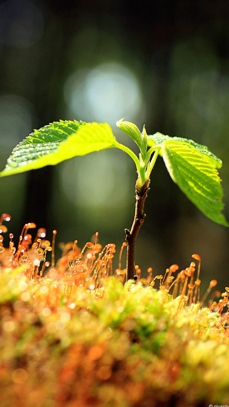 Macro plant, android, iphone, natural, new, samsung, unique, HD phone  wallpaper | Peakpx