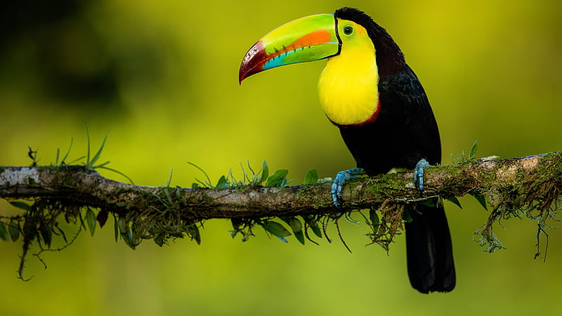 toucan, wild birds, long beak, yellow and black, Animal, HD wallpaper