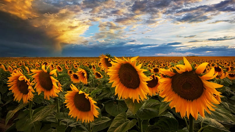 A Field of Sunflowers in Colorado, stems, yellow, sunset, sky, clouds, leaves, green, sunflowers, large, flowers, day, nature, field, blue, HD wallpaper