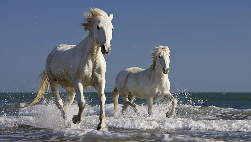 Camargue horses running in the surf, running, surf, white, horses, HD wallpaper