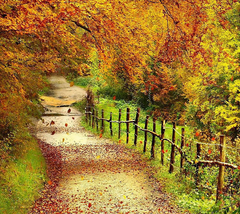 720P free download | Autumn Path, look, nice, HD wallpaper | Peakpx