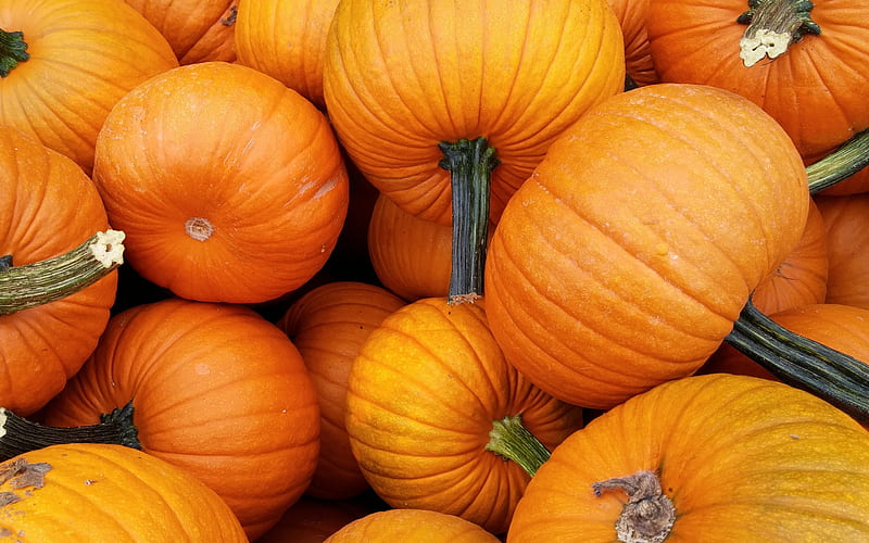 pumpkins, vegetables, orange pumpkins, background with pumpkins, HD wallpaper