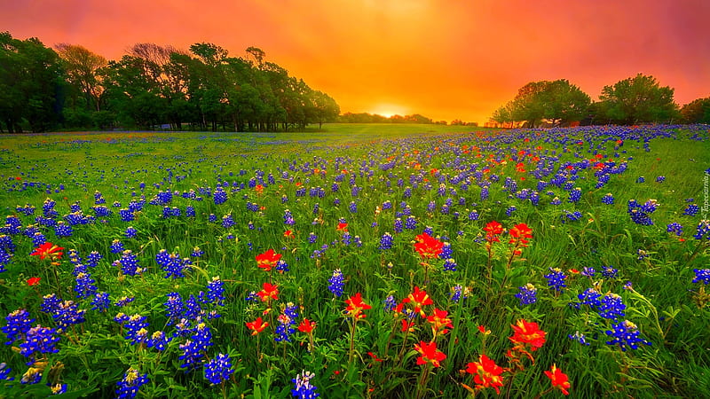 Texas bluebonnets, Texas, colorful, fiery, bonito, sunset, sky, clouds, wildflowers, summer, flowers, sunrise, field, meadow, HD wallpaper