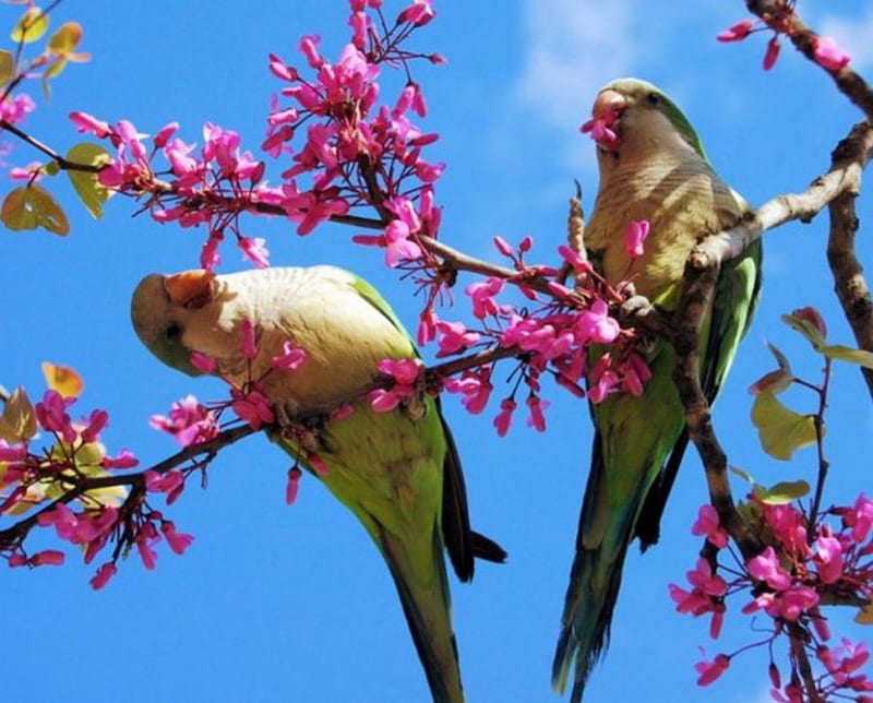 Hermosas aves de primavera, pájaros, flores, primavera, animales, Fondo de  pantalla HD | Peakpx