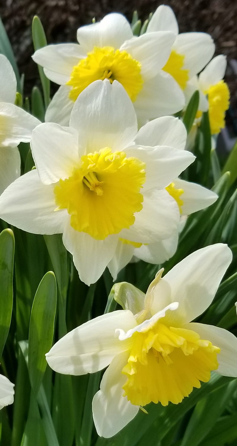 Spring time, daffodils, HD phone wallpaper