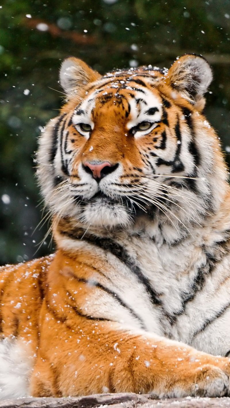 Animals Siberian tiger , siberian tiger, HD phone wallpaper