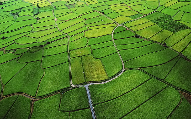 The green rice fields of the low-altitude aerial-Mac OS, HD wallpaper