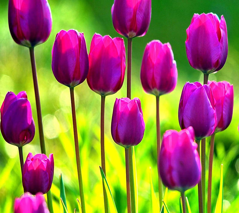 Purple Tulips, look, nice, HD wallpaper