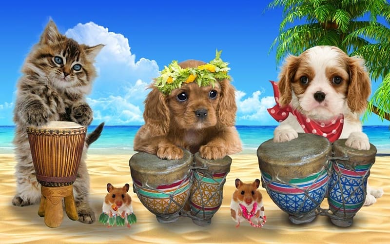 :), sea, kitten, dog, cute, cat, beach, band, summer, music, puppy, mouse, funny, vara, caine, HD wallpaper