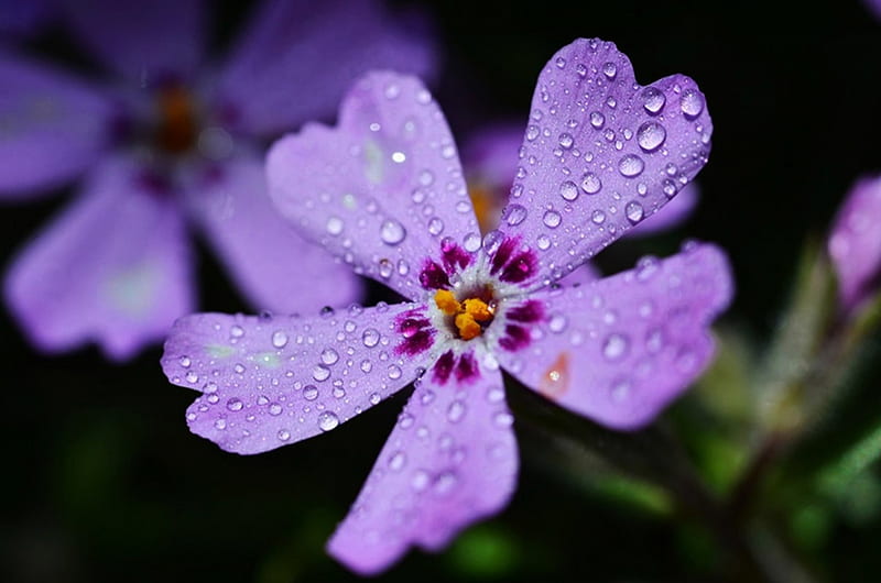 Purple Love, flower, wonderful, purple, love, HD wallpaper | Peakpx