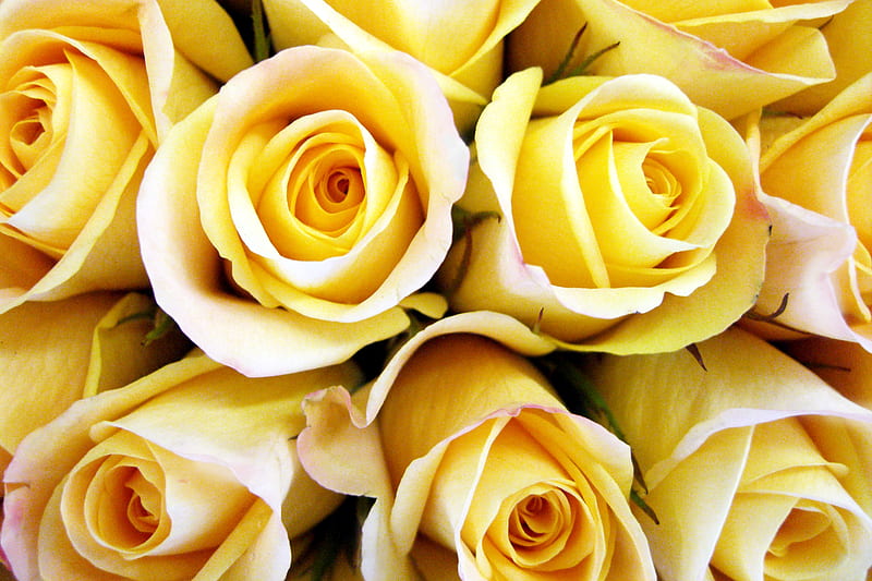 Rosas para anne (amarillo para siempre), rosa, flor amarilla, amarillo,  bonito, Fondo de pantalla HD | Peakpx