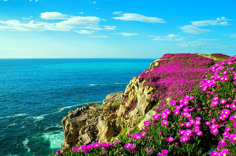 Seaside flowers, rocks, horizon, bonito, sky, sea, water, flowers, seaside, coast, HD wallpaper