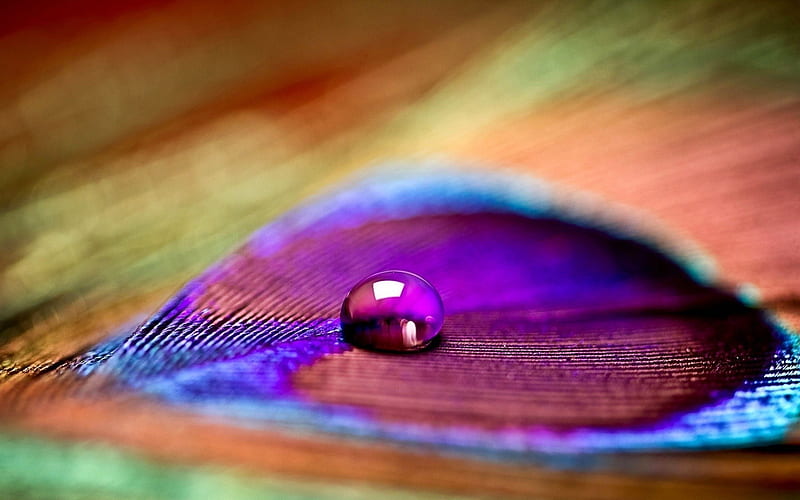 Water drop on a peacock feather, colorful, orange, feather, water drop, texture, peacock, skin, blue, HD wallpaper