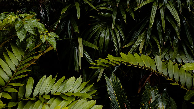 leaves, wet, drops, green, vegetation, HD wallpaper