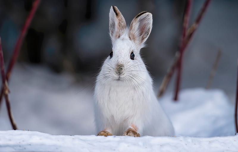 winter, look, snow, branches, nature, the dark background, hare, face, sitting, Bunny, Whitey for , section животные, Snow Rabbit, HD wallpaper