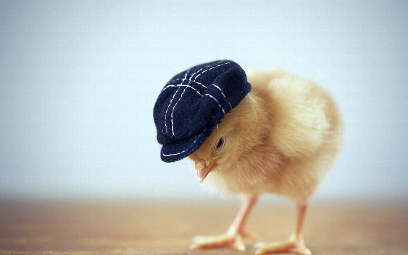 The new fashion for chickens, cute, chicken in hat, bird, chicken, spring, easter, hat, HD wallpaper