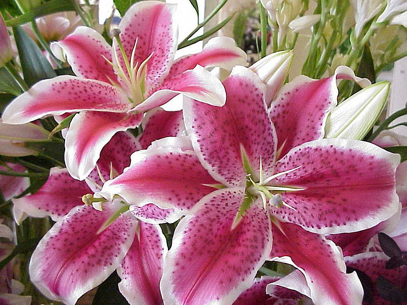 Star Gazer Lilies, classy, flowers, lily, lilies, nature, bonito, white, pink, HD wallpaper