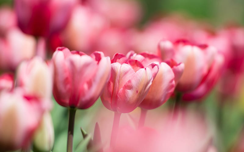 pink tulips, spring, bokeh, close-up, tulips, pink flowers, HD wallpaper