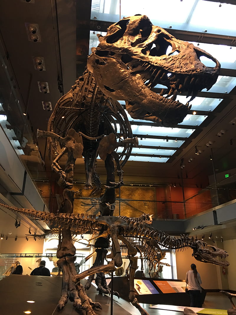 T-Rex, bones, cool, dinosaur, huge, roar, scary, skeleton, teeth, trex, HD phone wallpaper