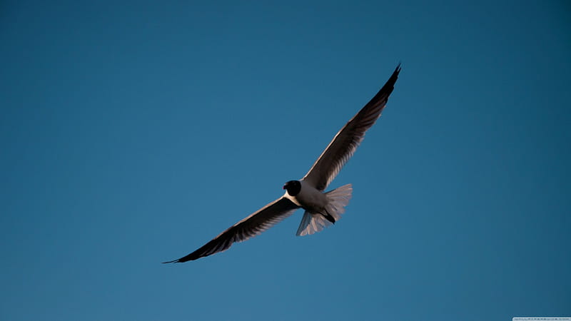 seagull, sky, bird, blue, HD wallpaper