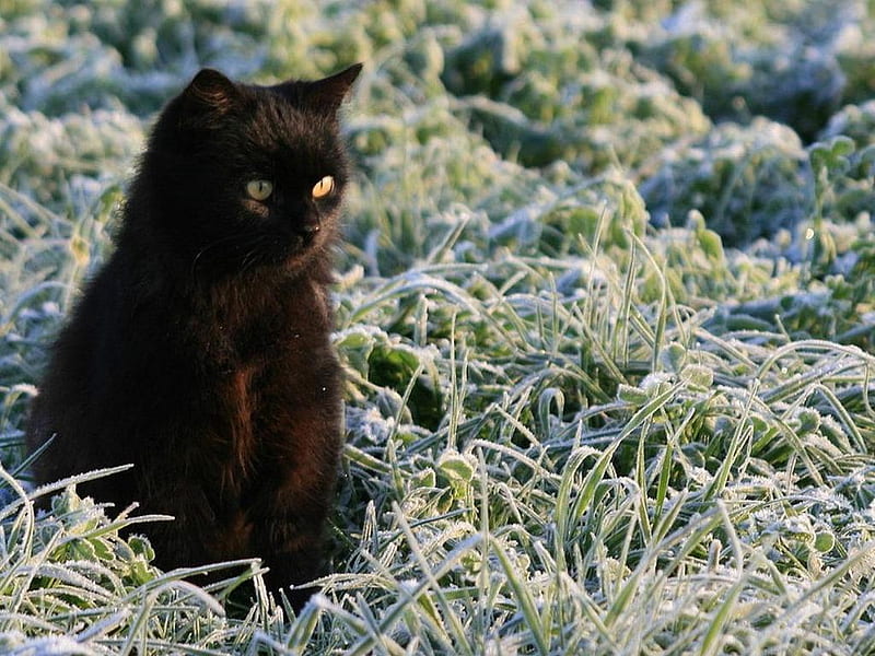 Black cat in garden, black, garden, cat, kitten, HD wallpaper