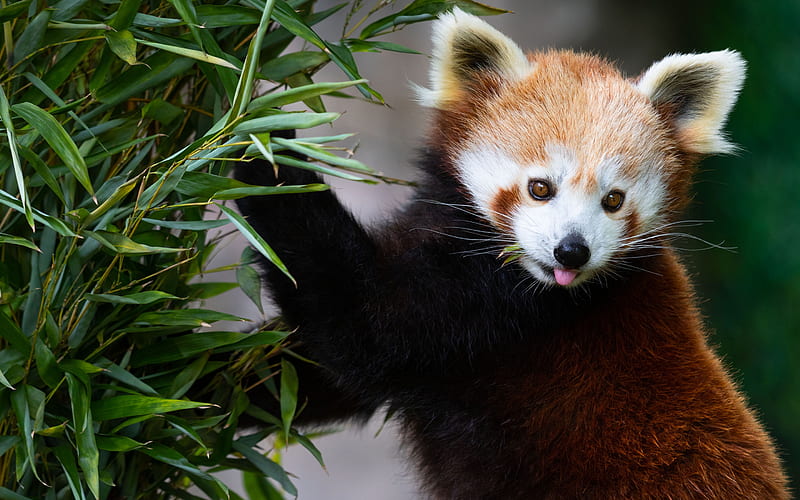 Red panda, cute brown bear, wildlife, wild animals, panda, China, HD wallpaper