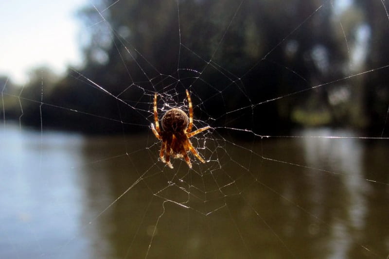 Spider, water, web, bugs, animals, HD wallpaper