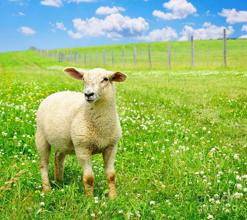 Young sheep, summer, sheep, green, meadow, HD wallpaper