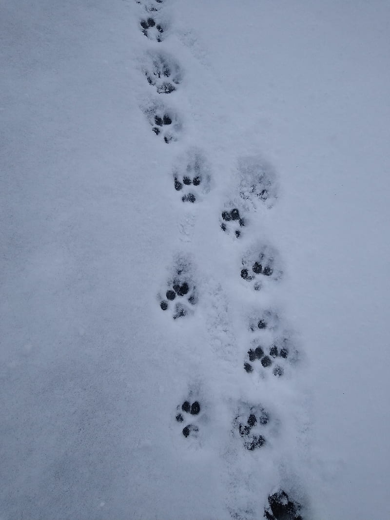 Puppy paw prints, paw, paw prints, prints, puppy, snow, winter, HD ...