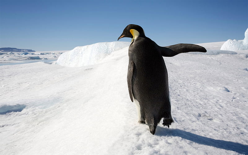Antarctic continent penguin animal 07, HD wallpaper