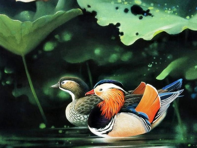 Mandarin Ducks, art, water, Ducks, animals, Mandarin, HD wallpaper
