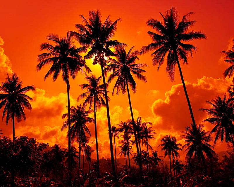 Thai, landscape, nature, orange nature, palms, sunset, thailand, trees, HD wallpaper