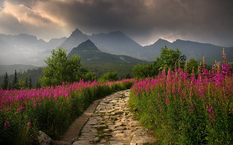 Tatry, Poland, Tatry, mountains, Poland, path, flowers, clouds, HD wallpaper