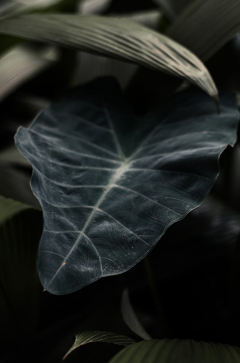 leaf, plant, green, dark, blur, closeup, HD phone wallpaper