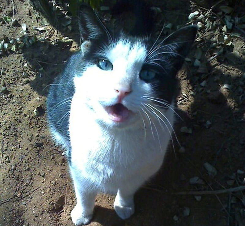 Cat-Fatso, cute, pet, paws, pose, black and white cat, cat, tuxedo cat, animal, HD wallpaper