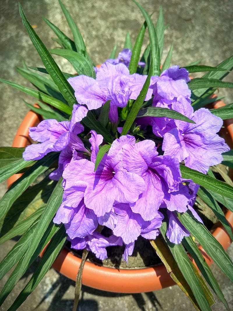 Flor, color morado, flor morada, Fondo de pantalla de teléfono HD | Peakpx