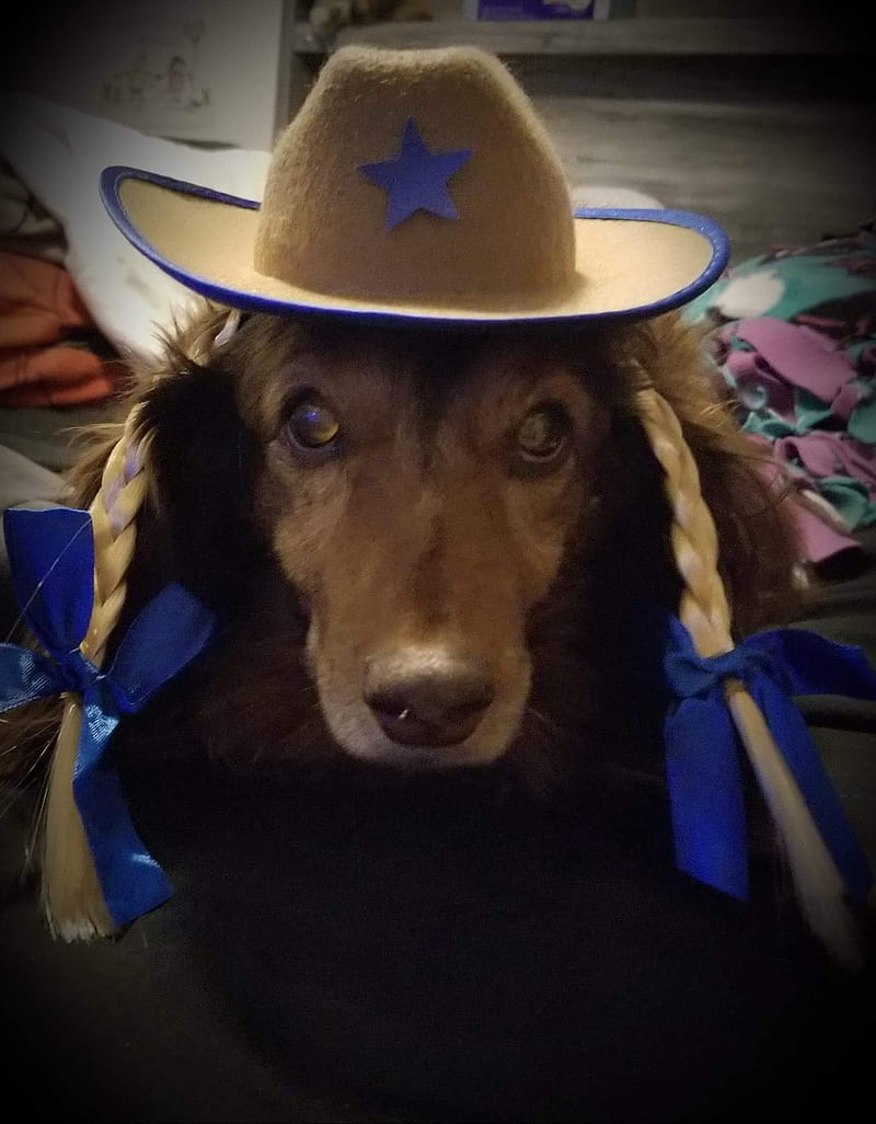 Cowgirl dixie, dachshund, gitty up, wiener dog, HD phone wallpaper