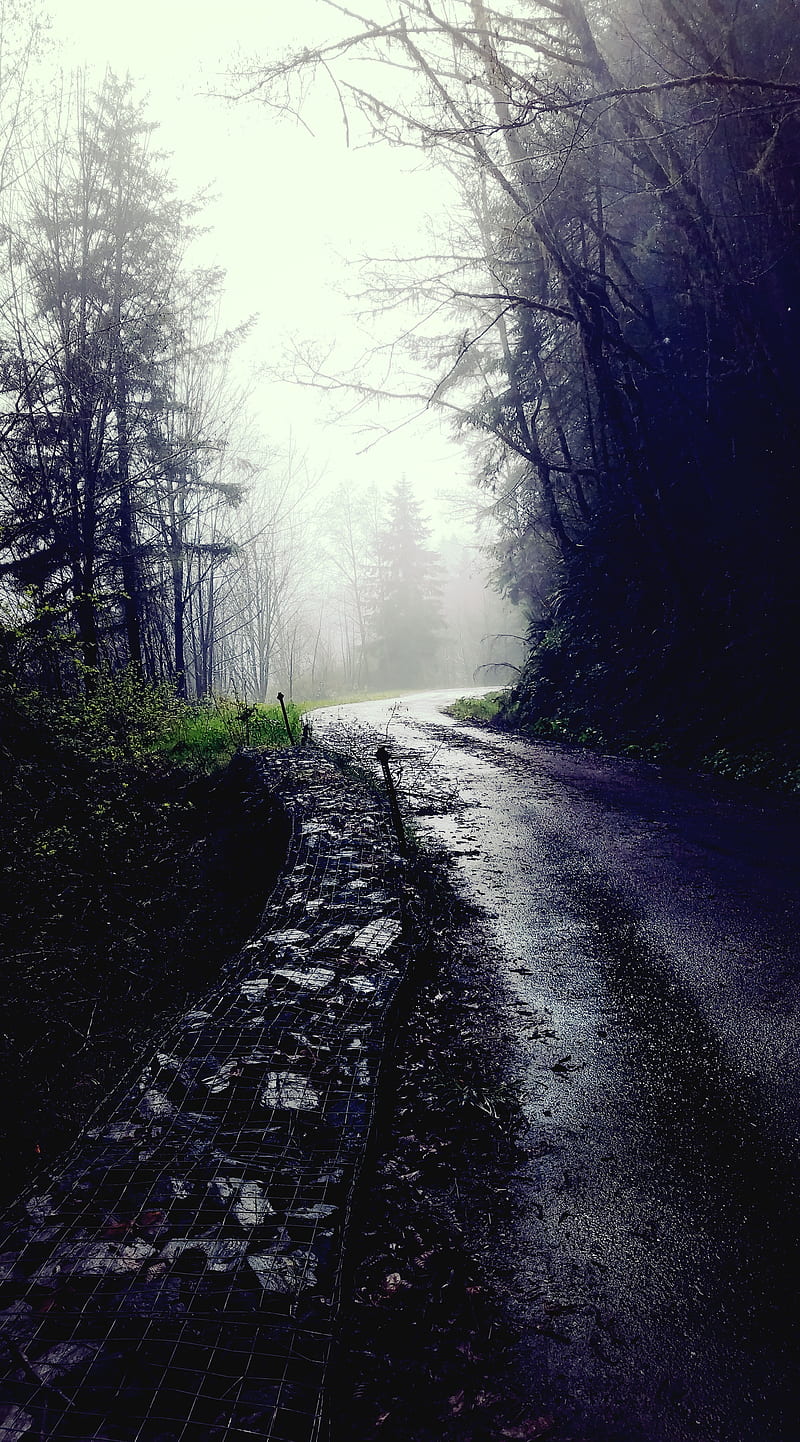 Oregon Forest, day, foggy, rainy, road, season, weather, HD phone wallpaper