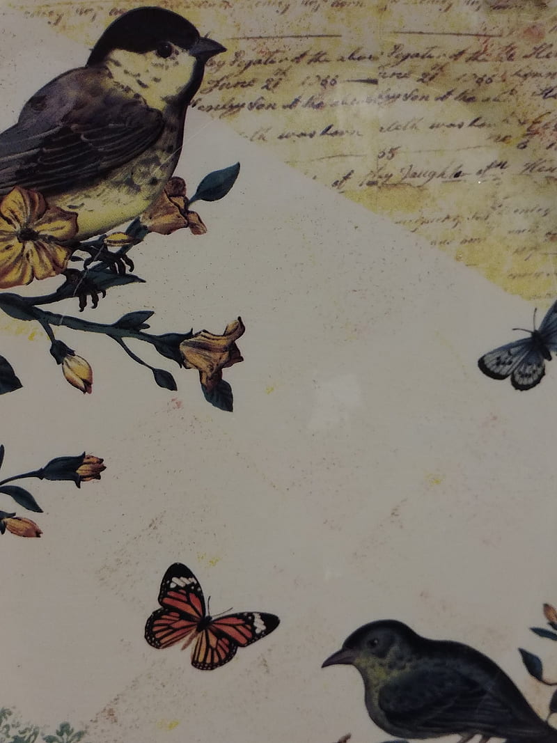 45 Birds  Butterflies Wallpaper  WallpaperSafari