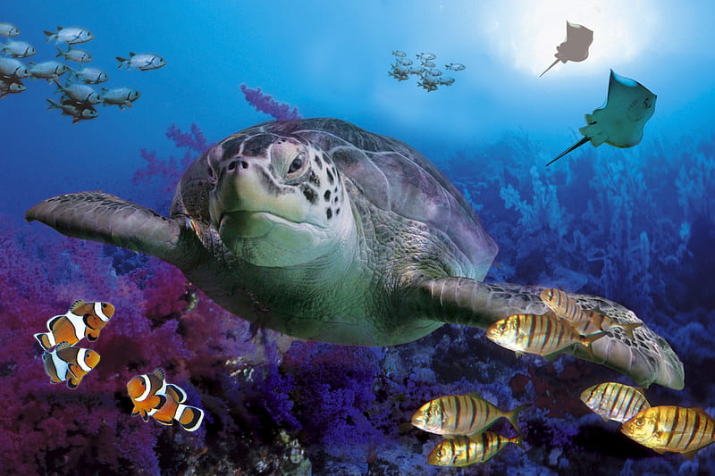 MARINE LIFE, 3d, marine, life, turtle, sea, HD wallpaper